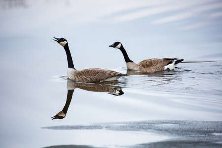Two canadian geese (Branta canadensis) swimming in a Wisconsin lake that is partially frozen, horizontalの写真素材