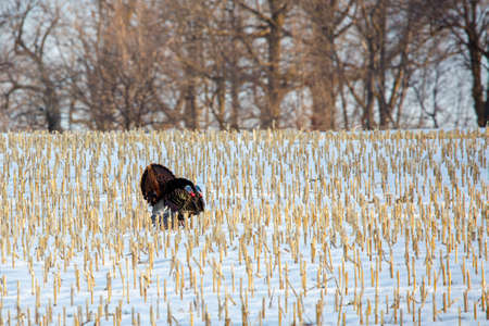Wild Wisconsin turkeys (meleagris gallopavo) in the courtship ritual on a harvested corn field in March, horizontalの写真素材