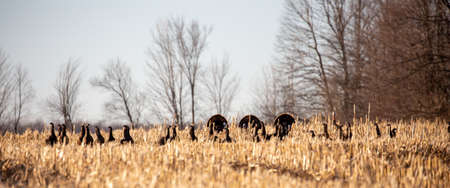 Wisconsin Wild eastern turkey (meleagris gallopavo) in the courtship ritual in spring, panoramic