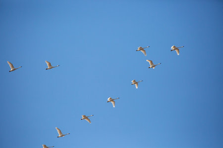 Tundra Swan (Cygnus columbianus) migrating in a V formation with a blue sky and copy space, horizontalの写真素材