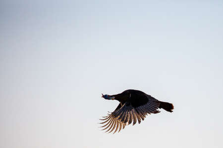 Wisconsin Wild eastern turkey (meleagris gallopavo) flying, with copy space, horizontal