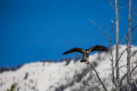 Osprey (Pandion haliaetus) flying to a branch, with copy space, horizontal