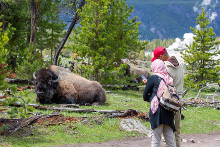 Bison (Bison bison) resting in Yellowstone National Park with tourists getting to close, horizontalのeditorial素材