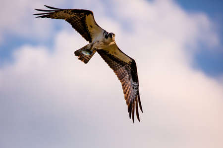 Osprey (Pandion haliaetus) flying with a fish, with copy space, horizontalの写真素材