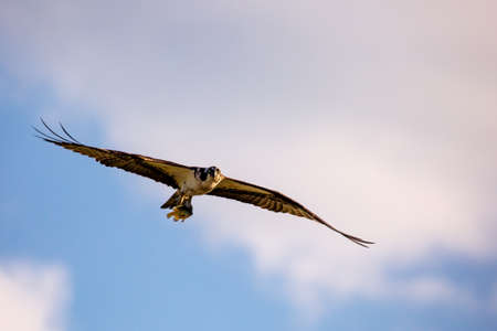 Osprey (Pandion haliaetus) flying with a fish, with copy space, horizontalの写真素材