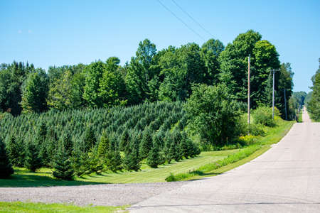 Wisconsin Christmas tree farm in August with trees ready for the season, horizontalの写真素材