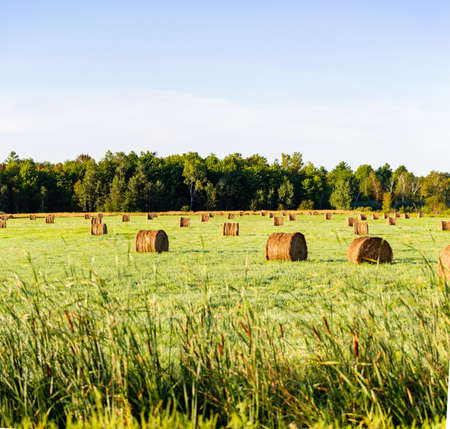 Wausau, Wisconsin farm field with round hay bales in August, panoramaの写真素材