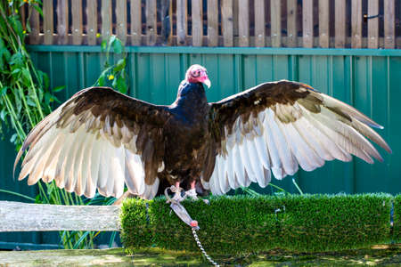 turkey vulture (Cathartes aura)の写真素材