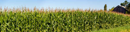 Close-up of a Wisconsin cornfield and a barn in August, panoramicの写真素材