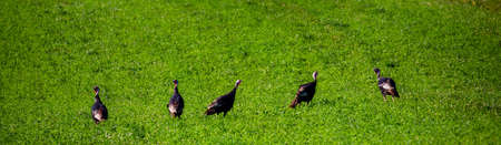 Wisconsin hayfield with wild turkeys feeding in August, panoramaの写真素材