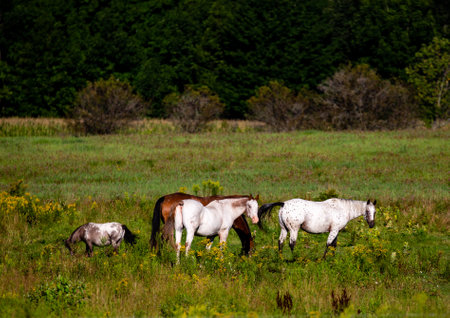 Wisconsin horses feeding in a pasture in August, horizontalの写真素材