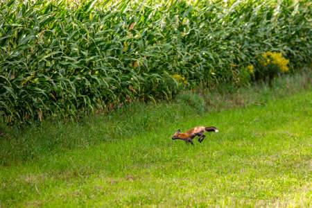 Red Fox (Vulpes vulpes) running next to a Wisconsin cornfield in September, horizontal