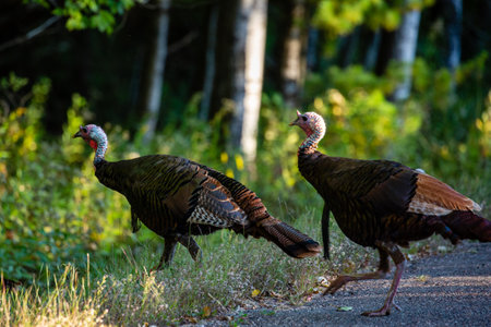 Wild turkeys (Meleagris gallopavo) in late summer Wisconsin, horizontalの写真素材