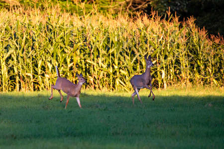 White-tailed deer (odocoileus virginianus) running next to a cornfield, horizontalの写真素材