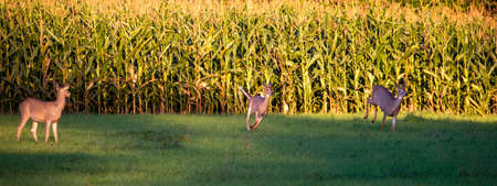 White-tailed deer (odocoileus virginianus) running next to a cornfield, panoramaの写真素材
