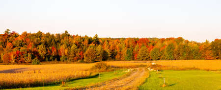 Colorful Wisconsin leaves to mark the beginning of a autumn, panoramaの写真素材