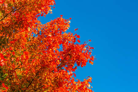 Colorful maple tree leaves to mark the start of a Wisconsin fall, horizontal
