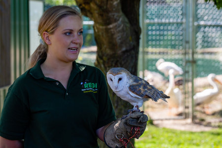 Antigo, Wisconsin, USA, August 14, 2021: Educator for Raptor Education Group Inc (REGI) showing a barn owl (Tyto alba) during a tour, horizontalのeditorial素材