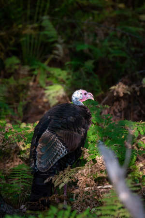 Eastern wild turkey (Meleagris gallopavo) close-up in late summer Wisconsin, vertical