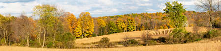 Wisconsin farmland with a soybean field and colorful forest in autumn, panoramaの写真素材