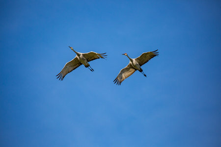 Pair of Sandhill Crane (Grus canadensis) flying in a Wisconsin blue sky, horizontalの写真素材