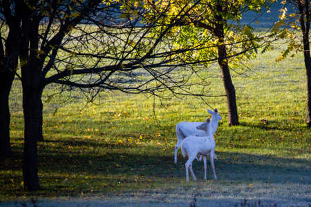 Albino White-tailed deer  (odocoileus virginianus) standing in a Wausau, Wisconsin field, horizontalの写真素材