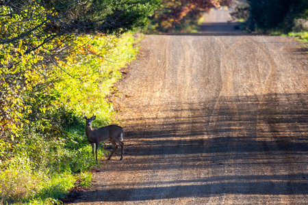 White-tailed deer buck (odocoileus virginianus) standing on a Wisconsin gravel road in October, horizontalの写真素材
