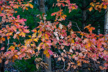 Colorful, Wisconsin oak branches in autumn, horizontalの写真素材
