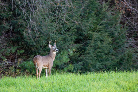 White-tailed deer buck (odocoileus virginianus) standing in a Wisconsin field next to pine trees,...