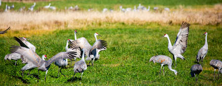 Sandhill cranes (Grus canadensis) dancing in a Wisconsin farm field in late October during the migration south, panoramaの写真素材