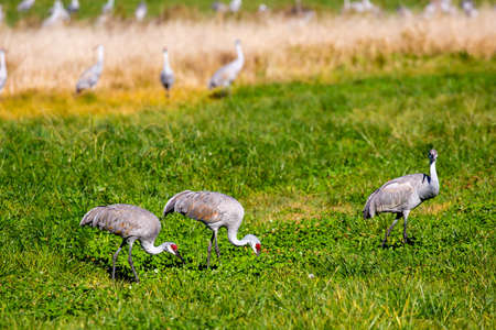 Sandhill cranes (Grus canadensis) feeding in a Wisconsin farm field in autumn during the migration south, horizontalの写真素材