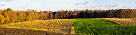 Strip cropping Wisconsin farmland in October, panorama