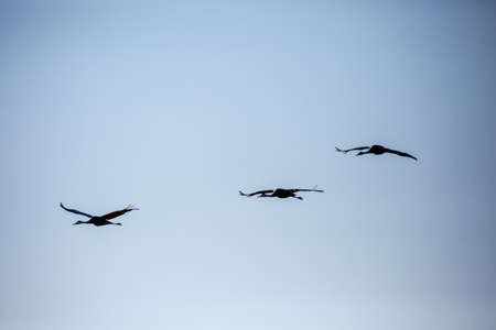 Three Sandhill Crane (Grus canadensis) flying in a Wisconsin blue sky, horizontalの写真素材