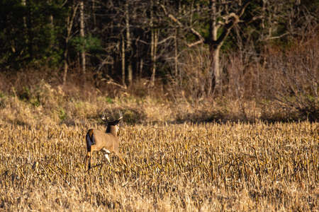 White-tailed deer buck  (odocoileus virginianus) running across a cornfield in Wausau, Wisconsin during the rut in November, horizontalの写真素材