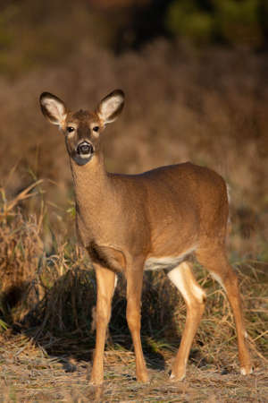 Young white-tailed deer (odocoileus virginianus) standing in a Wisconsin field in November, verticalの写真素材