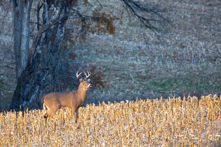 White-tailed deer buck  (odocoileus virginianus) standing in a Wisconsin cornfield in November, horizontalの写真素材