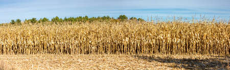 Wisconsin cornfield with a blue sky, panoramaの写真素材