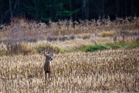 White-tailed deer (odocoileus virginianus) standing in a Wisconsin cornfield in late October, horizontalの写真素材