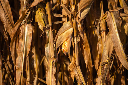 Close-up of a Wisconsin corn cob in October, horizontalの写真素材