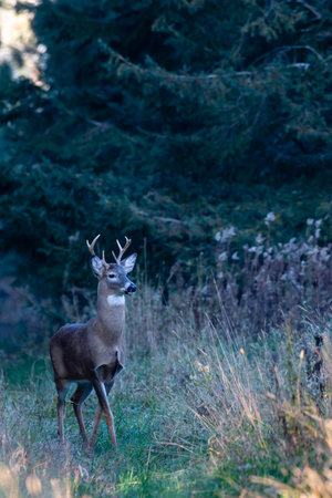 White-tailed deer  (odocoileus virginianus) walking out of a Wisconsin forest in November, verticalの写真素材