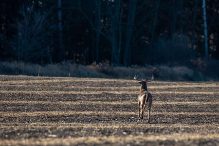 White-tailed deer buck  (odocoileus virginianus) walking across a farm field in Wisconsin during the rut in November, horizontalの写真素材