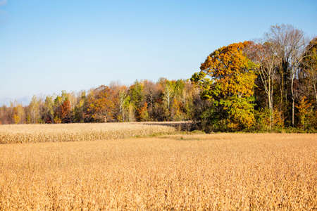 Wisconsin cornfield and soybean field surrounded by a colorful forest in October, horizontalの写真素材