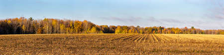 Harvested Wisconsin cornfield surrounded by a colorful forest in October, panoramaの写真素材