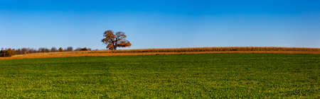 Wisconsin cornfield and hay field with a single oak tree in autumn, panoramaの写真素材