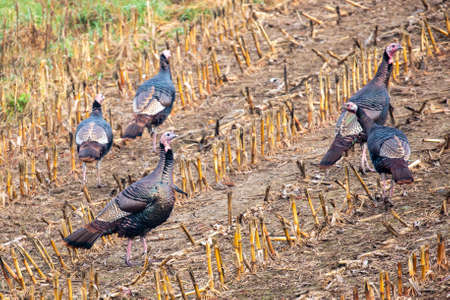 Flock of Wisconsin wild turkeys (meleagris gallopavo) in November, horizontalの写真素材