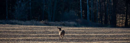 White-tailed deer buck  (odocoileus virginianus) running across a farm field in Wisconsin during the rut in November, panoramaの写真素材