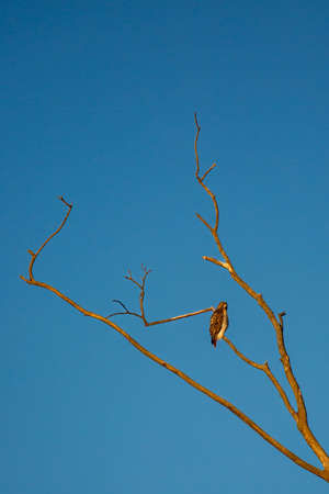 Red-tailed Hawk (Buteo jamaicensis) perched on a branch with copy space, verticalの写真素材