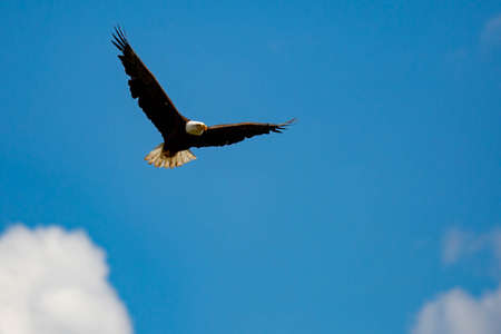 Bald Eagle (Haliaeetus Leucocephalus) flying in a blue sky with copy space, horizontal