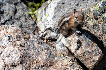 Golden-mantled Ground Squirrel (Spermophilus Lateralis) also known as a Copperhead, on a rock in...