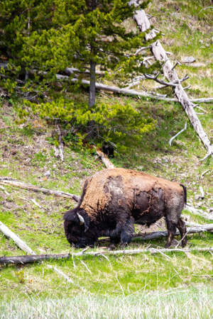 American Bison (Bison bison) in Yellowstone national Park in the springtime grazing, verticalの写真素材